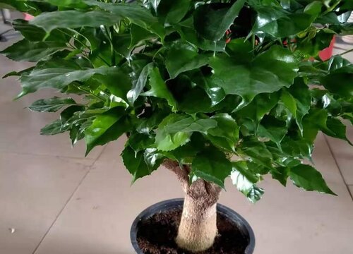 幸福树几天浇一次水比较好