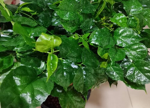 幸福树几天浇一次水比较好