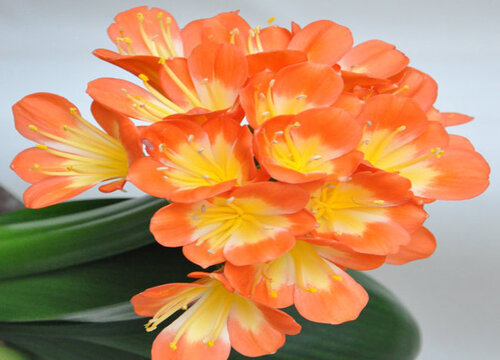 君子兰采用什么方式叶片长得整齐又美观