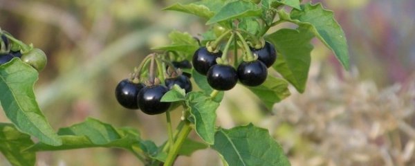 龙葵菜的功效与作用