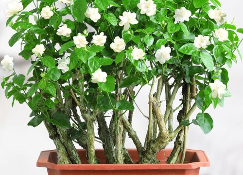 茉莉花怎么正确的浇水