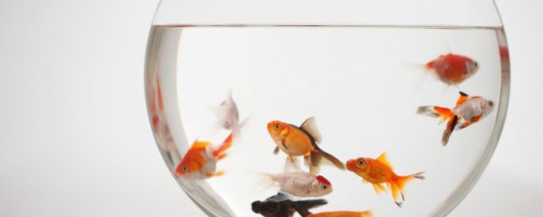 冬天小鱼怎么养才能活