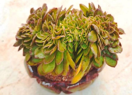 万圣节法师怎么爆侧芽养成手捧花