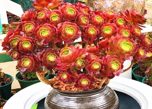 万圣节法师怎么爆侧芽养成手捧花