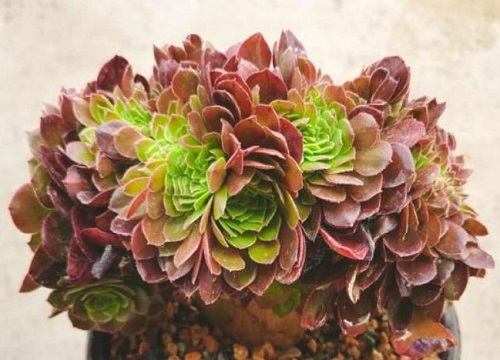 万圣节法师怎么爆侧芽养成手捧花