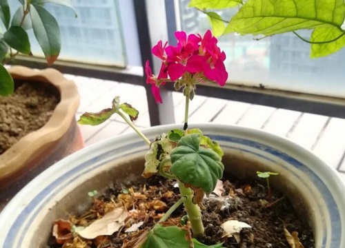 天竺葵适合大盆还是小盆