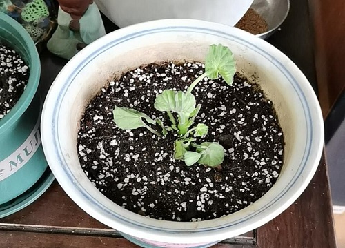 天竺葵适合大盆还是小盆