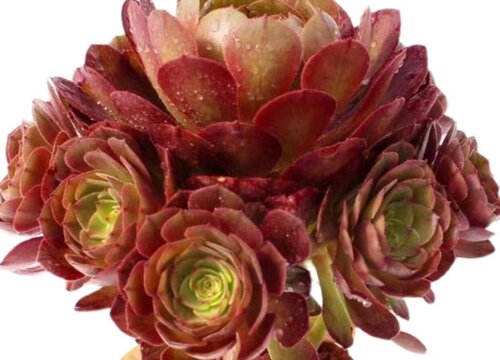 红心法师多肉怎么养护长得好