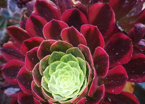 红心法师多肉怎么养护长得好