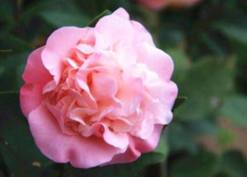 茶花的花苞出现半开现象的解决方法