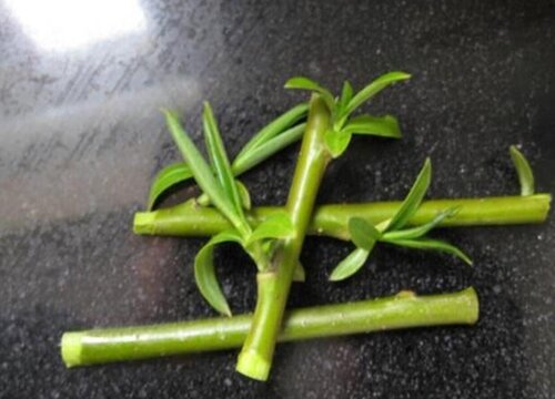 柳树皮如何养植物促进生根发芽