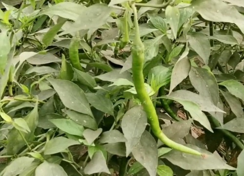 辣椒种植时间和方法