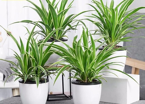 怎样才能让吊兰爆盆