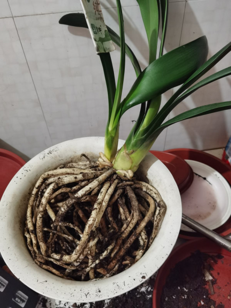 自制生根剂哪种方法最有效