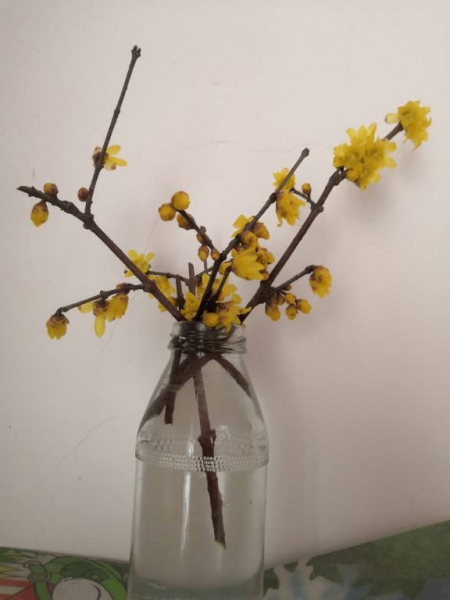 自制生根剂哪种方法最有效