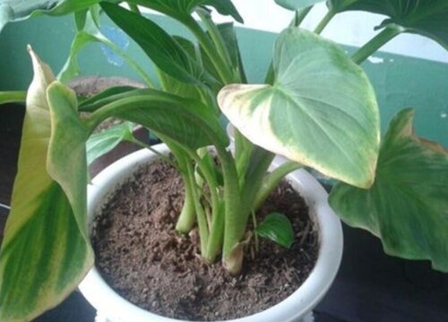 马蹄莲怎么浇水