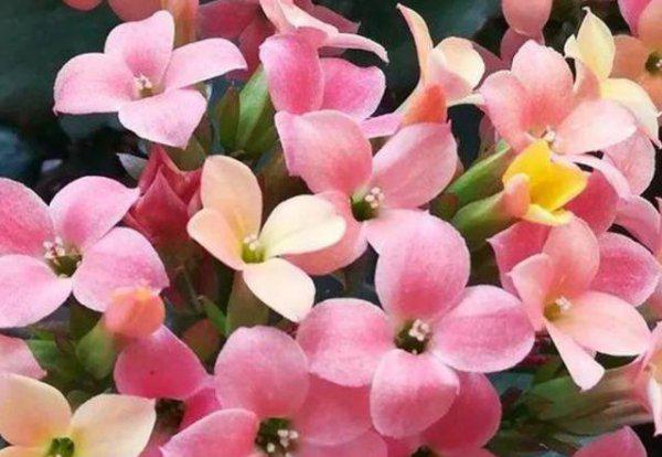 长寿花几天浇一次水是最好的