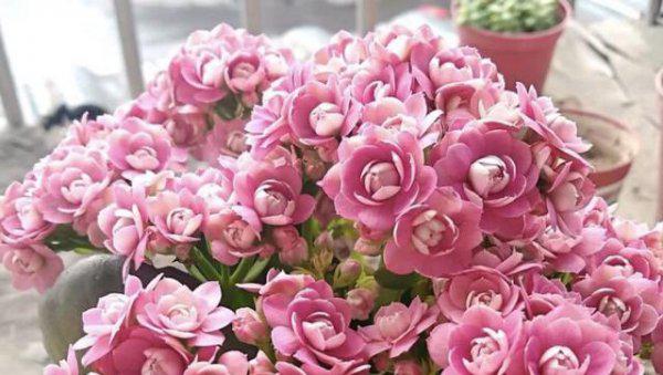 长寿花几天浇一次水是最好的