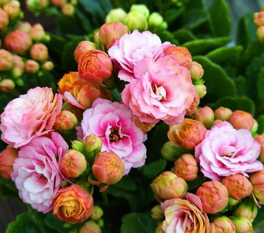 长寿花几天浇一次水是最好的