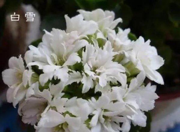 长寿花几天浇一次水是最好的