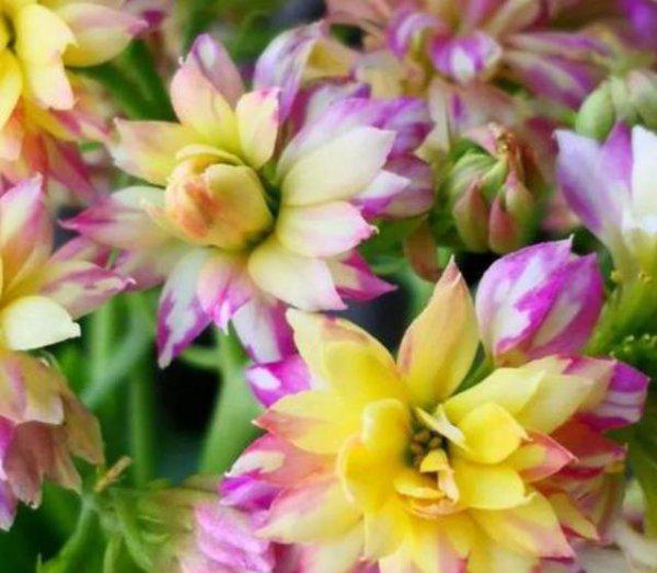 长寿花几天浇一次水是最好的