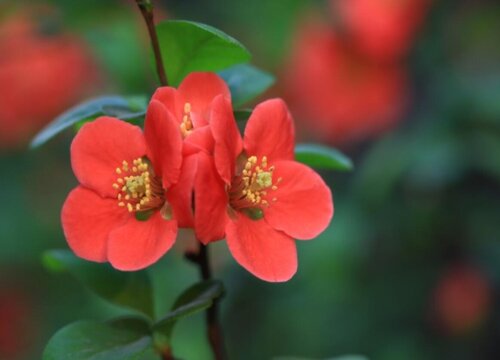 贴梗海棠果实怎么吃