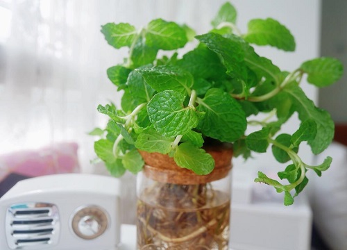 薄荷草可以水培吗
