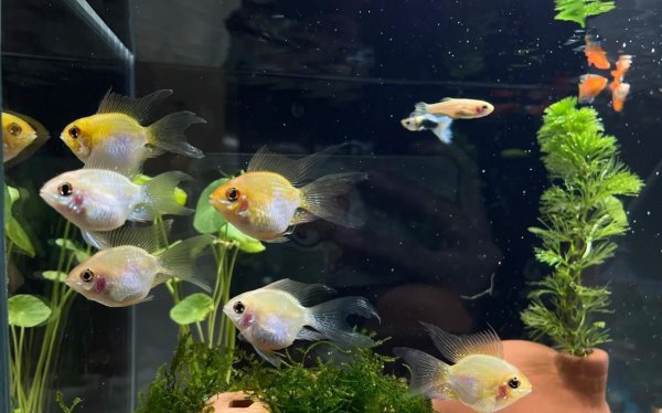 金波子鱼好养吗