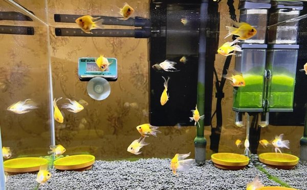 金波子鱼好养吗