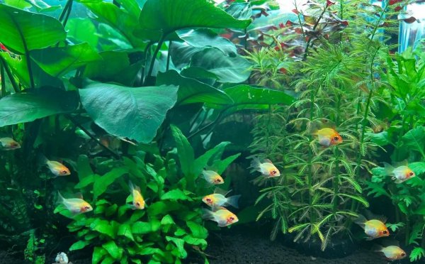 金波子鱼好养吗