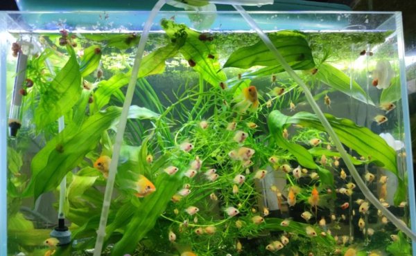 金波子鱼好养吗