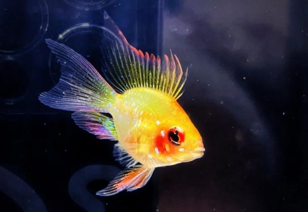 金波子鱼好养吗