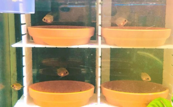 金波子鱼好养吗