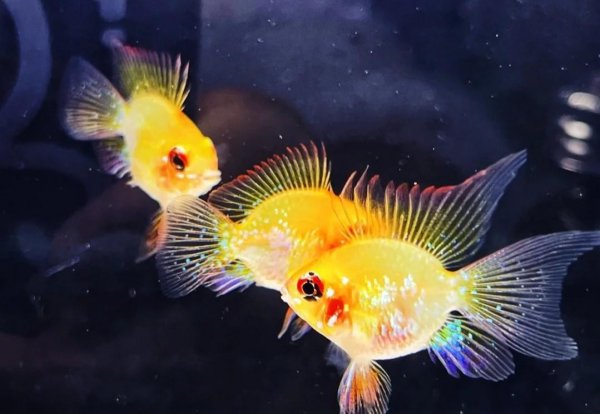 金波子鱼好养吗