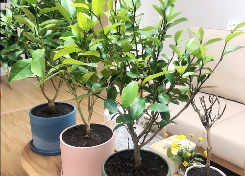 含笑喜阴还是喜阳光的植物