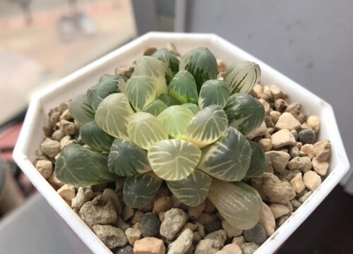 玉扇多肉怎么分盆容易成活