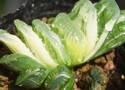 玉扇多肉怎么分盆容易成活