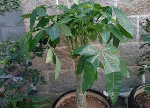 养护发财树需要掌握的6个小喜好