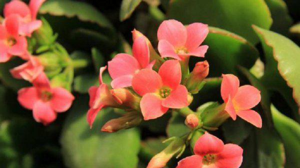 长寿花为什么打花苞不开