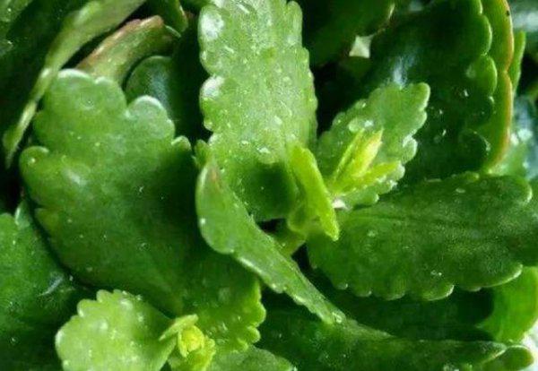 长寿花为什么打花苞不开