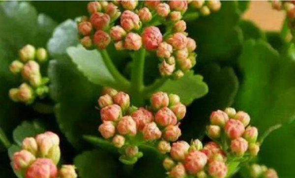 长寿花为什么打花苞不开