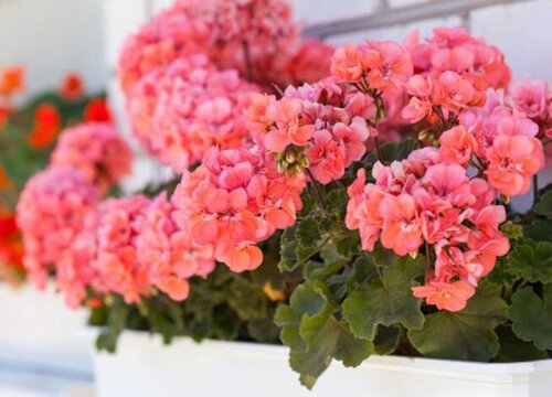 天竺葵开败后如何修剪很快又接着开花