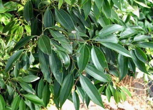 高山肉桂属于什么茶