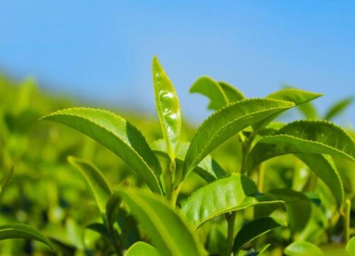 高山肉桂属于什么茶