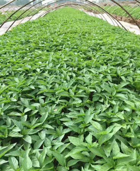 夏天种辣椒的种植方法和时间