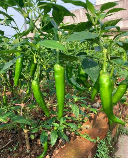 夏天种辣椒的种植方法和时间