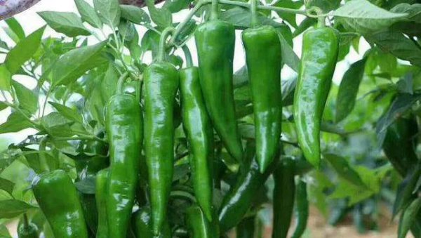 夏天种辣椒的种植方法和时间