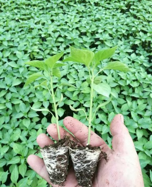 夏天种辣椒的种植方法和时间