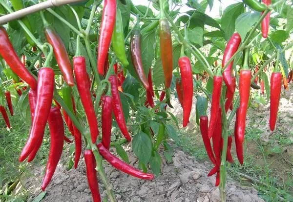 夏天种辣椒的种植方法和时间