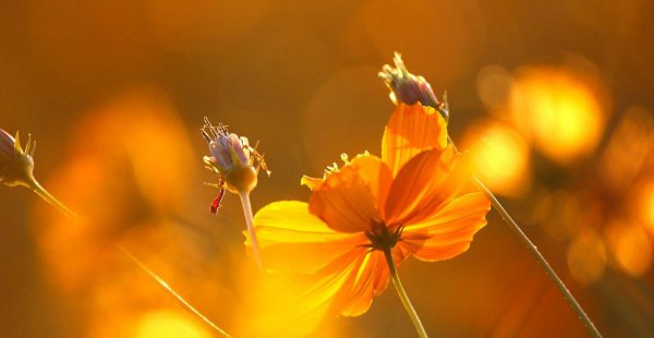 天蝎女喜欢被这样撩